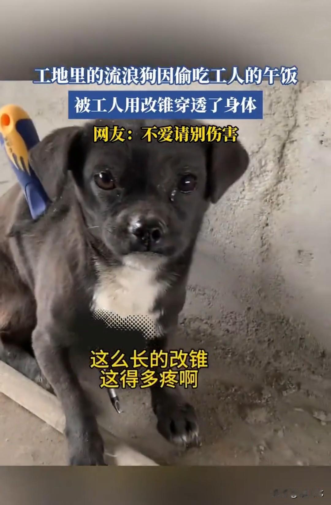 流浪小黑狗因为偷吃工人的午饭，竟然被工人用尖嘴螺丝刀残忍地扎穿身体。视频中，一