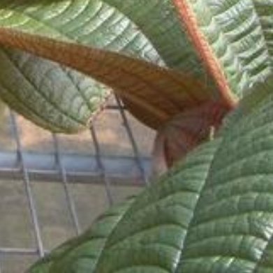 虎颜花（我国广东原生稀有观叶草本）种植方法1.土壤：腐叶土+泥炭+细沙，疏松微