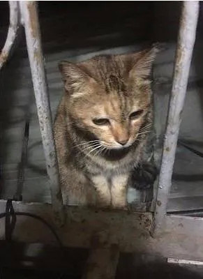 一只流浪小狸猫，它找了一天的食物，却没有找到，它实在是饿得走不动了，天也晚了，它