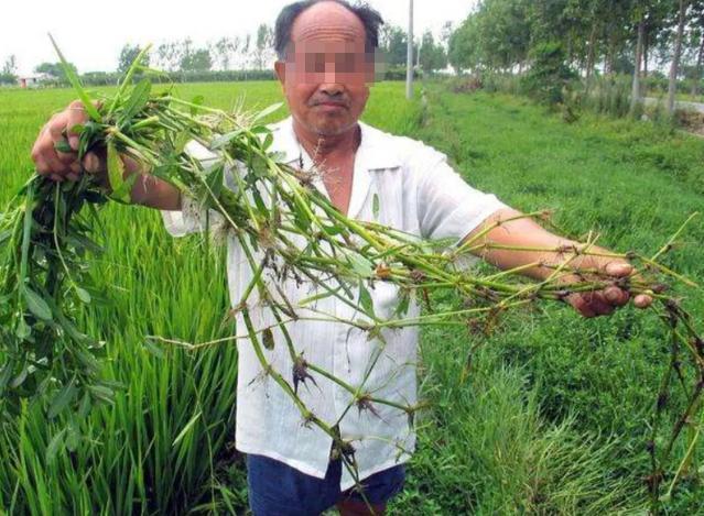 九十年前，日本人把一种毒草带到了中国，并进行大规模种植，它迅速扩散成灾，差点让我