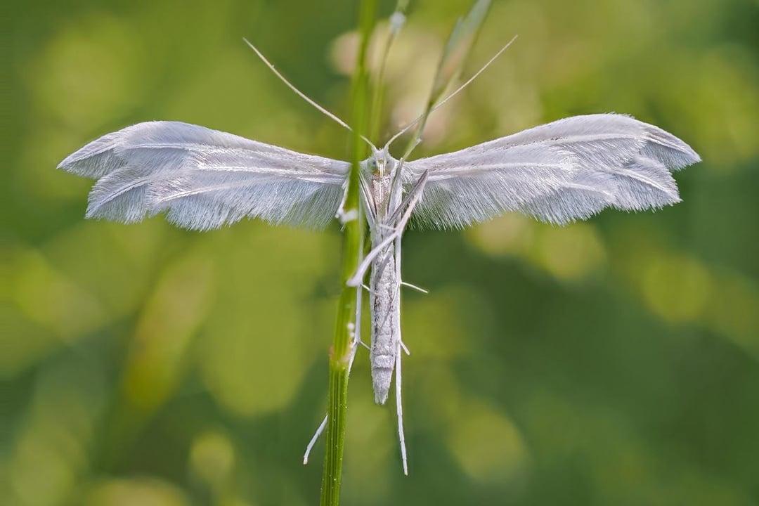 这可不是蚊子，是白羽蛾（WhitePlumeMoth），翅膀像羽毛一样分叉，
