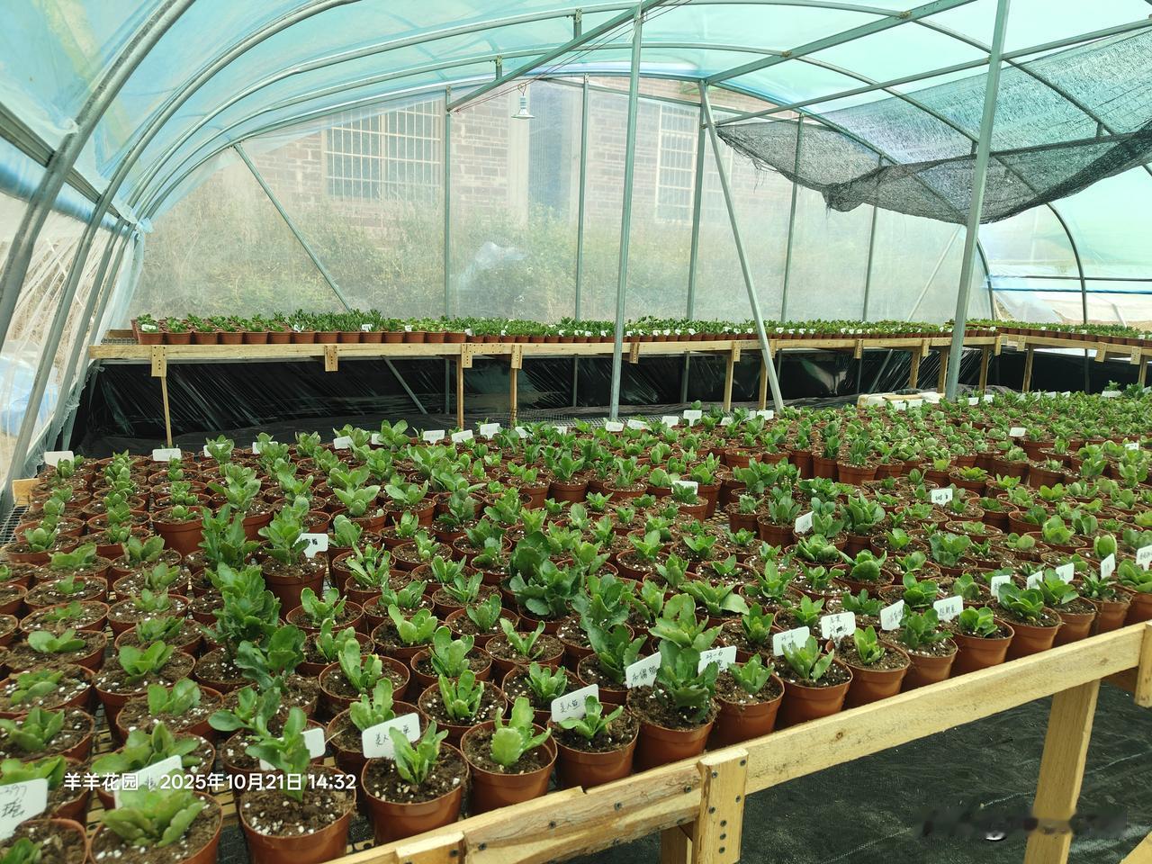 分享你手机里随拍的花长寿花成品种植广东廉江