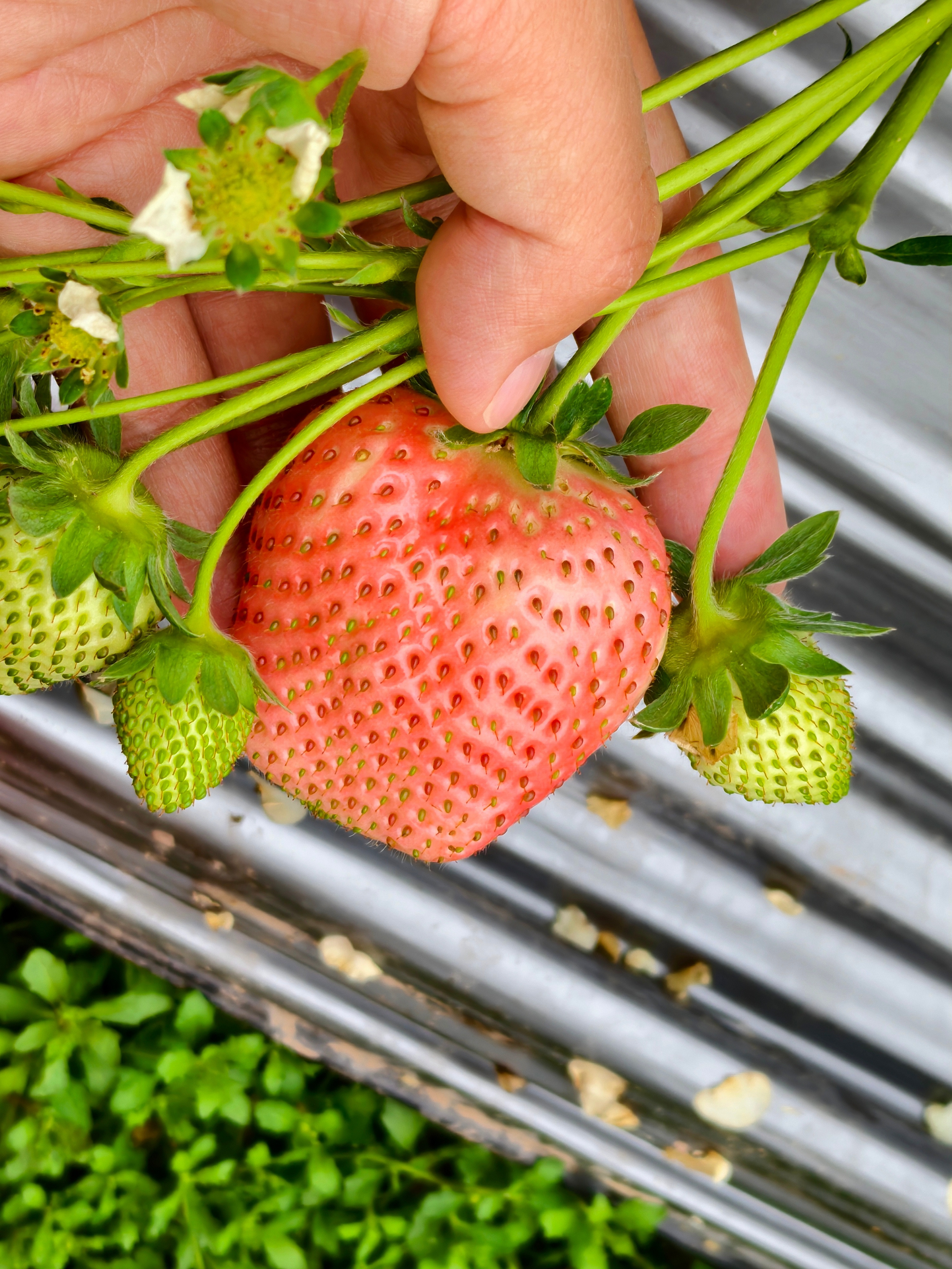 过年回家肉吃多了，来摘点草莓，午餐就吃这个了。