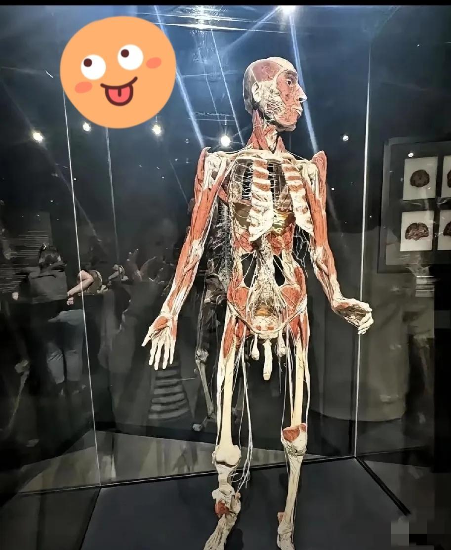 那具被人举着手机拍的“展品”，根本不是什么冰冷标本，是个才20岁的小伙子啊！他