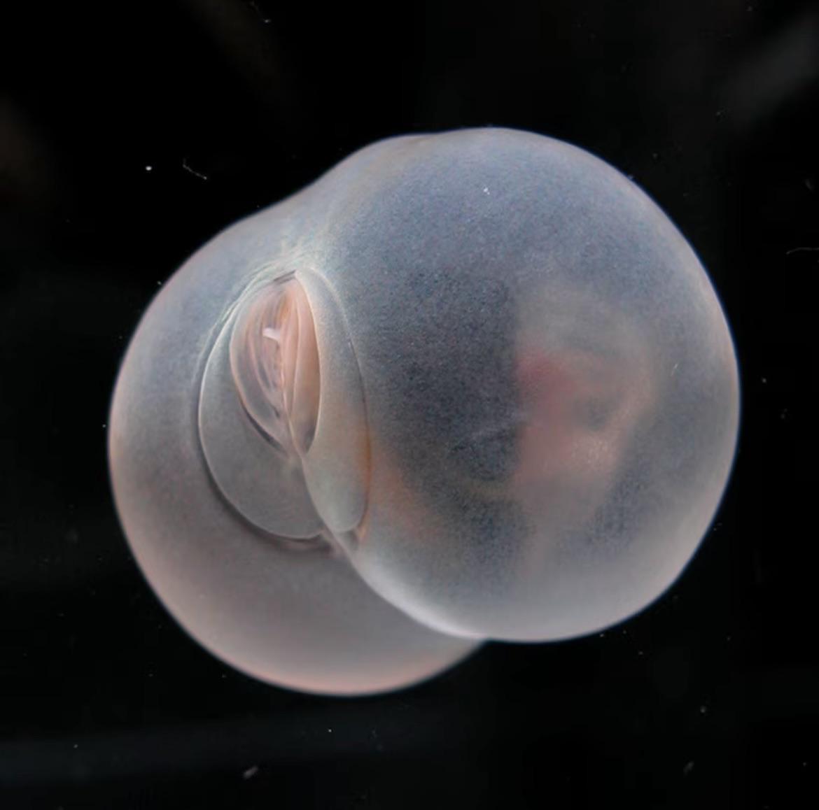 这是猪屁股虫，一种外观与其名字一模一样的深海生物，至今仍是一个生物学之谜。​​