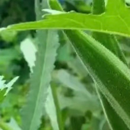 0000秋葵种植方法一、栽培要点1.选种催芽：选择饱满种子，温水浸泡12-24