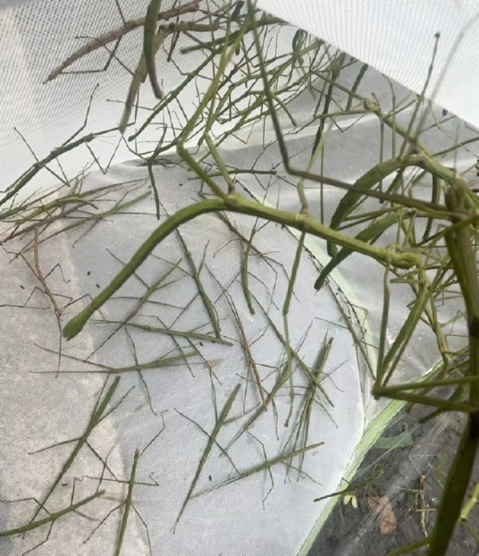 对于近视眼来说是什么根本不重要都是“树枝”罢了​​​