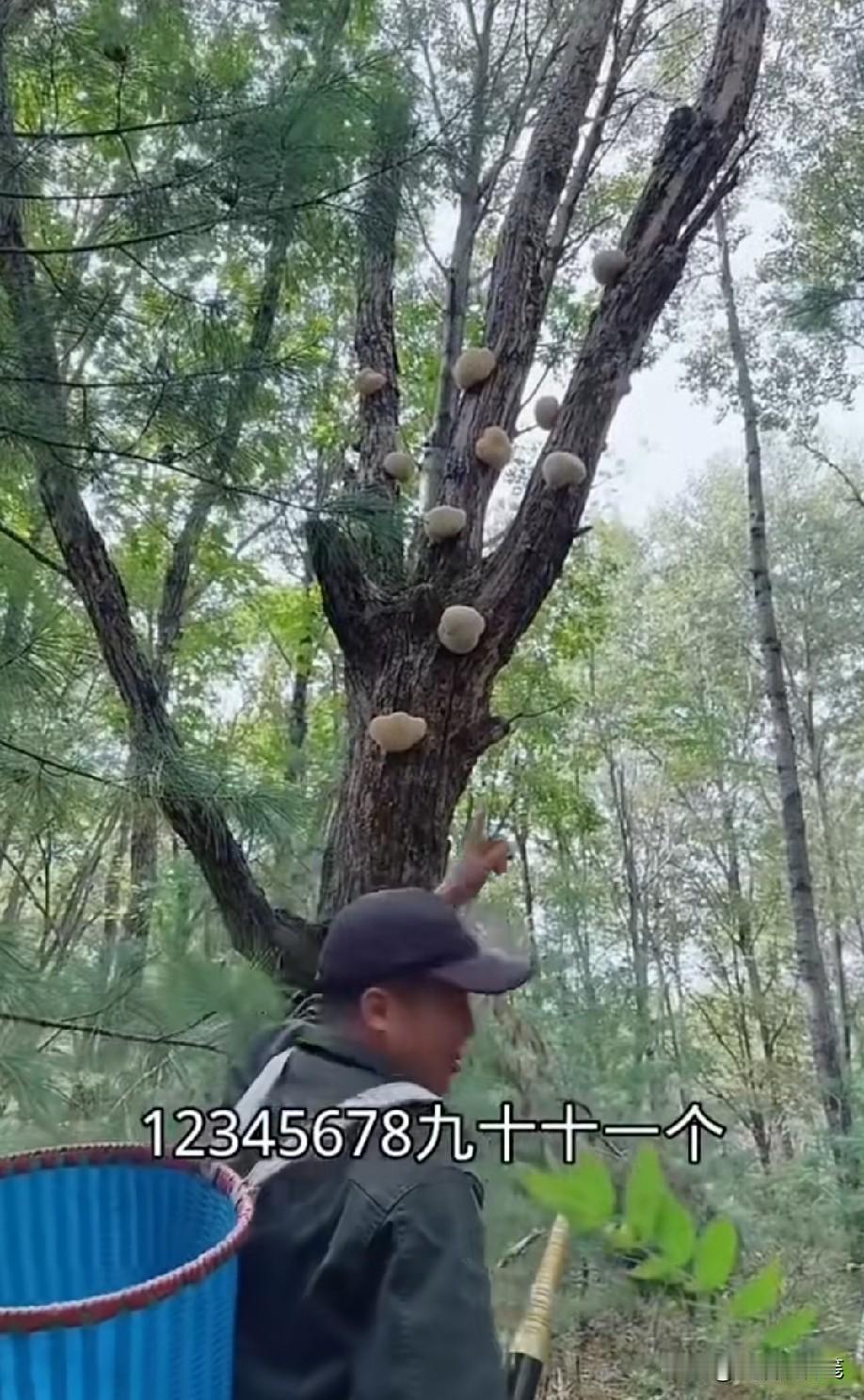感觉有点假，是用什么东西粘在树上的吗？[捂脸哭]