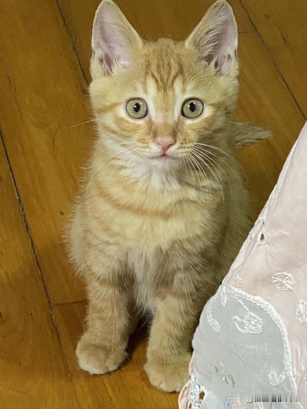 我家的橘猫-月月2025年8月4日，朋友告诉我有个猫咪在垃圾桶旁边，我把它带回