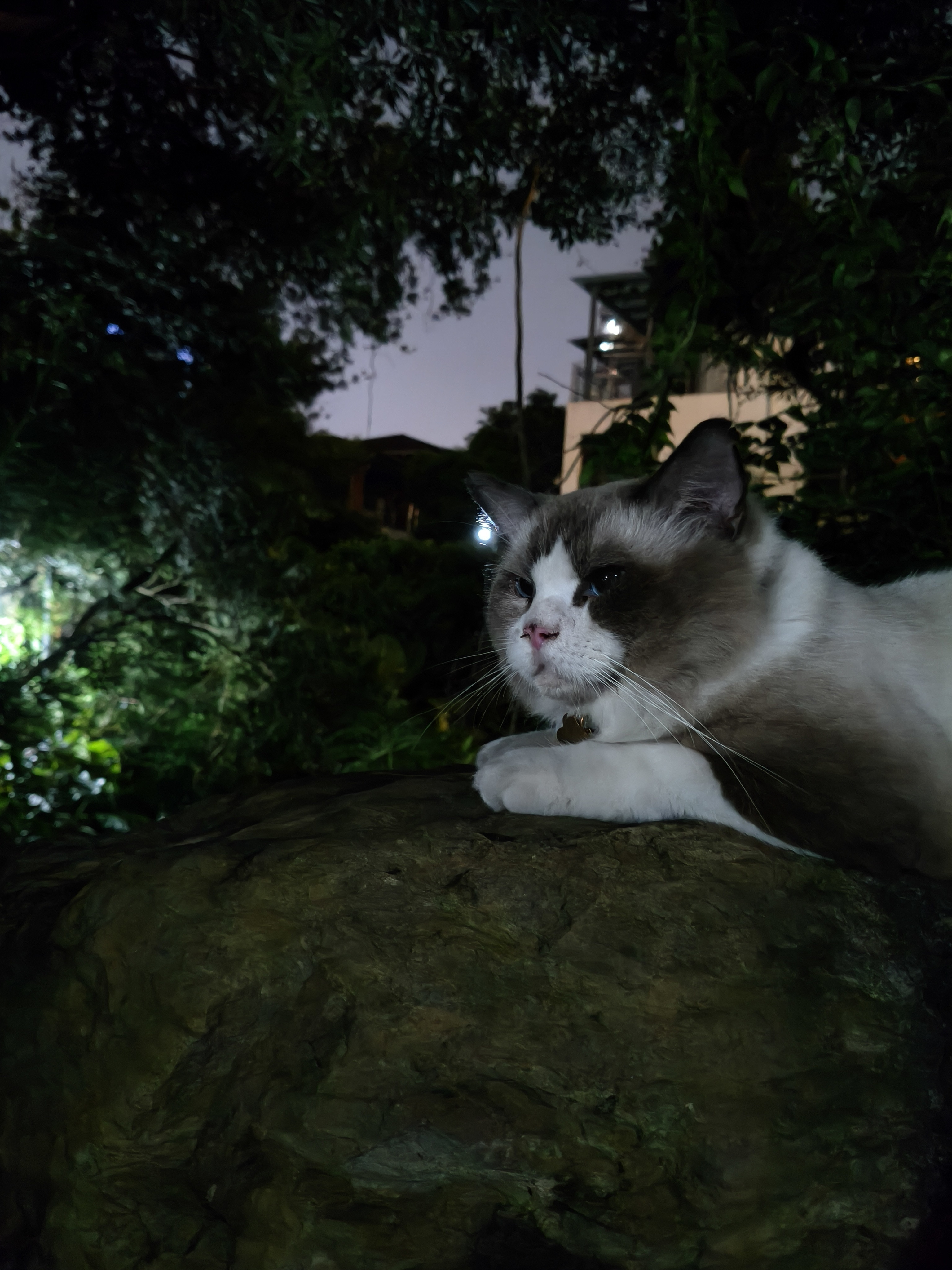 遛狗回家途中碰到小区里很聪明传奇的一只猫。今天第一次凑近了看它，发觉它眼里充满疲