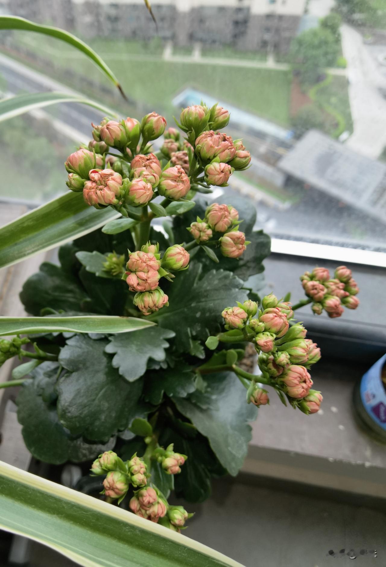 我有长寿花一盆，一天看两回，早一回晚一回，看着看着，长寿花的花季都快过去