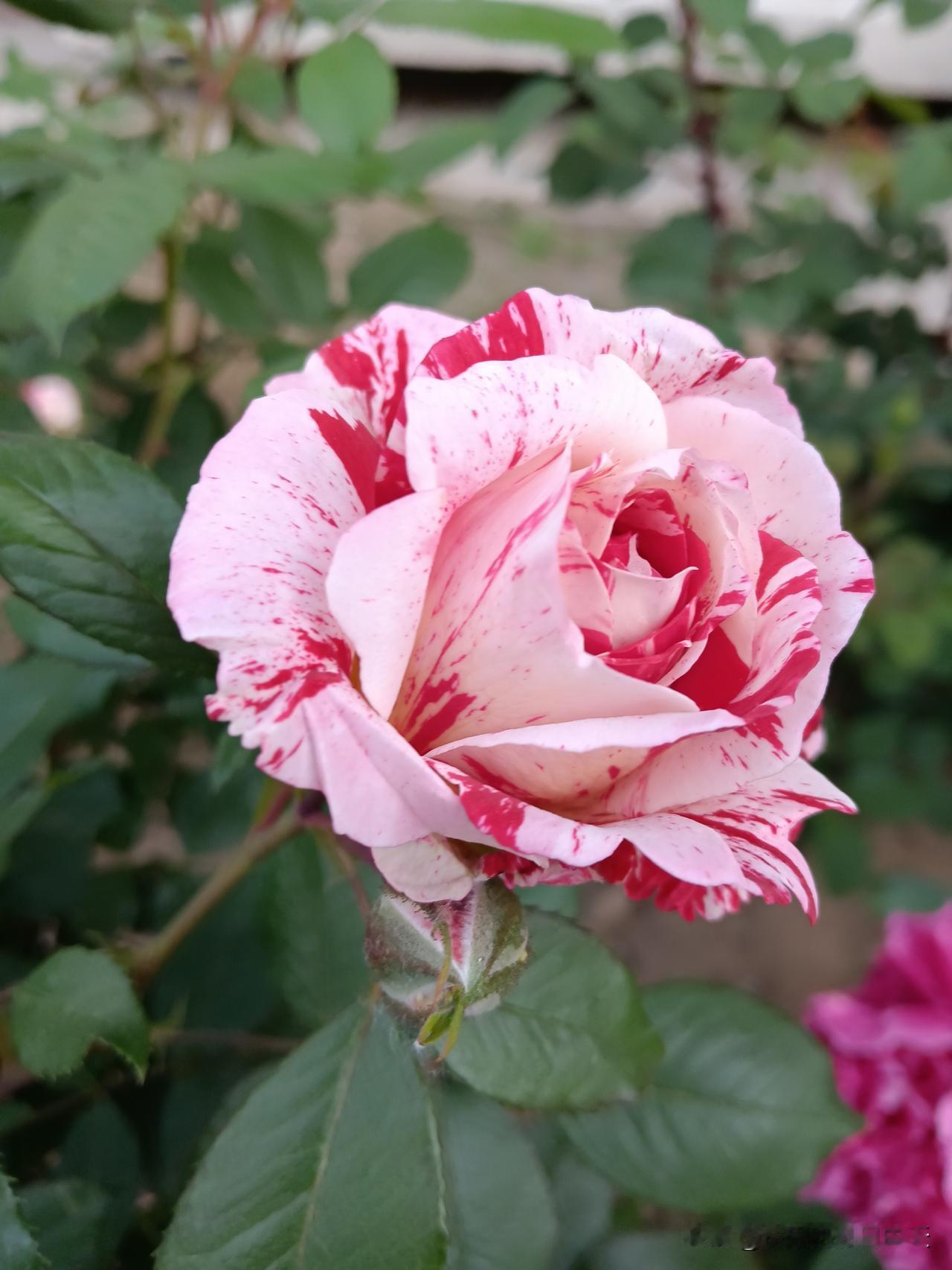 十二生肖各有千秋：1鼠头脑聪慧2牛踏实靠谱，3虎气场强大，4兔性格温柔