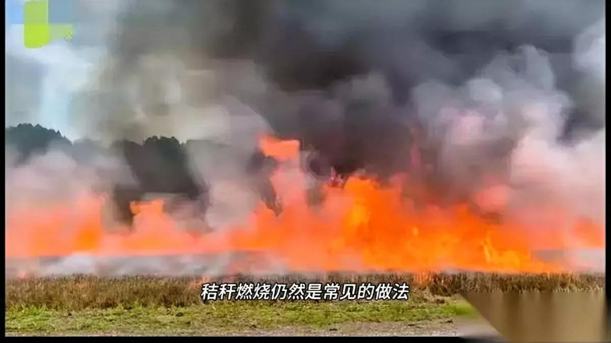 啥？秸秆能烧了？北师大研究——居然说烧秸秆有好处！细扒才懂，小麦秸秆