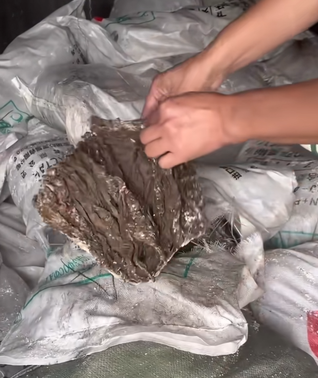 这是不是火锅店的空运毛肚？