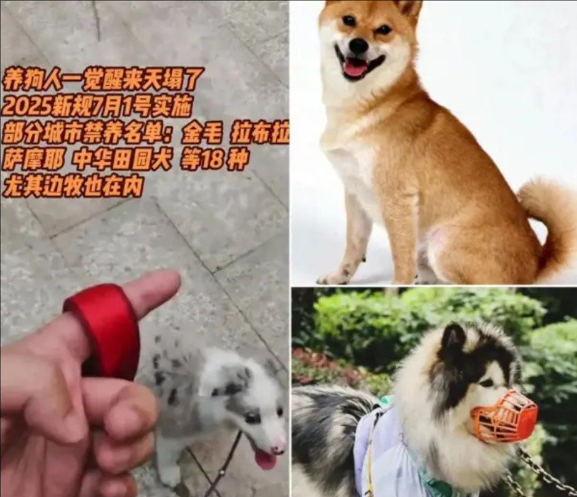 养狗人的天要塌了！全国新的养狗规定从7月1日起开始正式实施！像北京、上海
