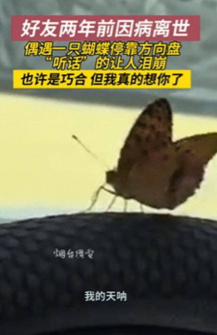 泪目了！”辽宁，战友2年前就已病逝，就在3天前，男子偶遇一只蝴蝶，他抱着试试看的