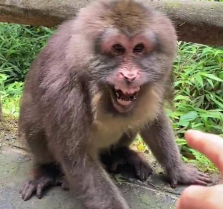 峨眉山的猴子抢了游客的手机，你猜管理员怎么搞？说出来你可能不信，他没去追那个抢手