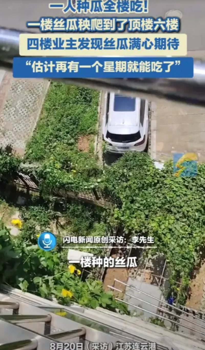 “解释不清了！”2025年江苏，一女子在一楼种了丝瓜，结果，秧爬到了顶楼6楼！住
