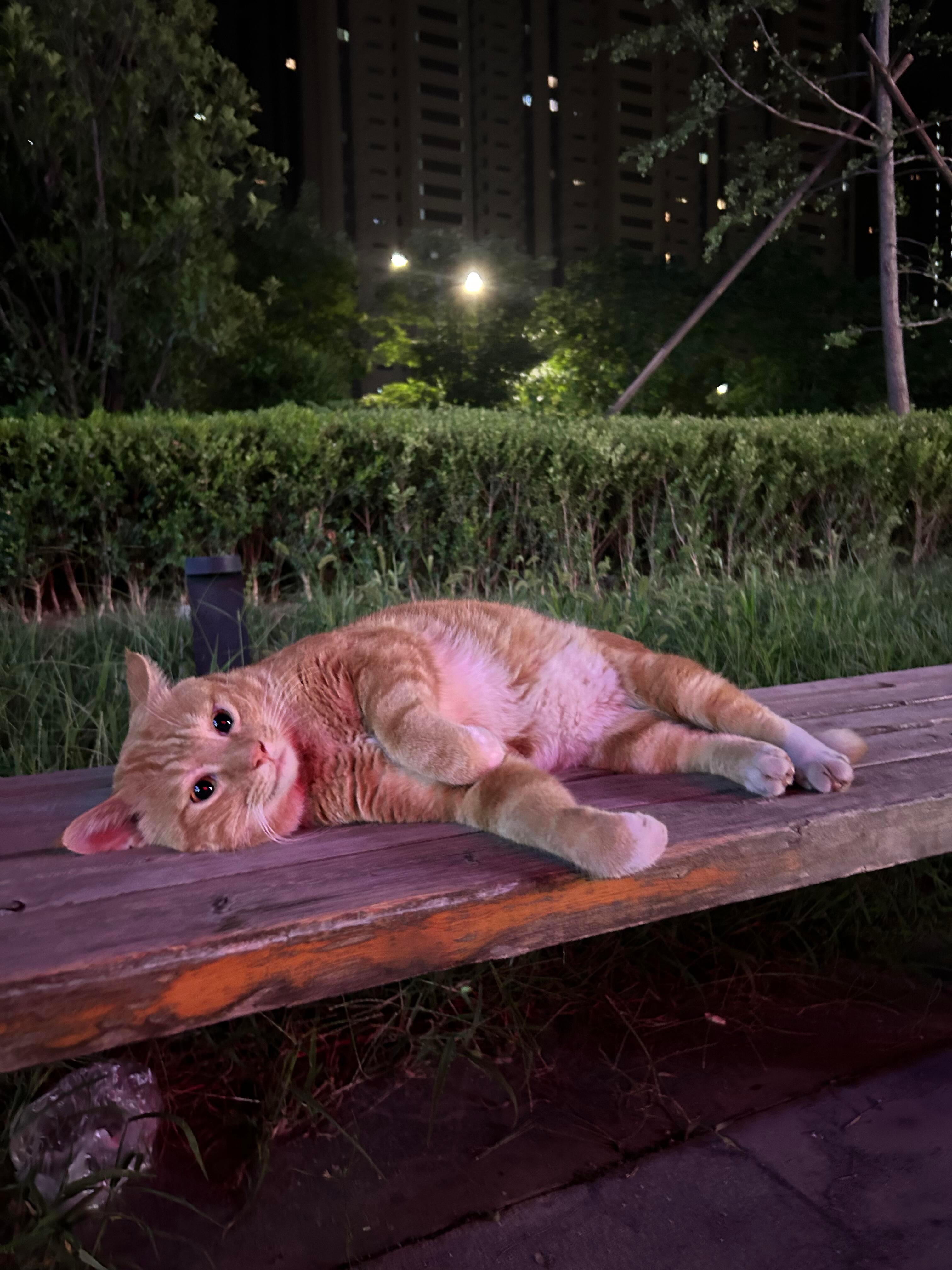 小猫的松弛感到底谁懂啊～​​​