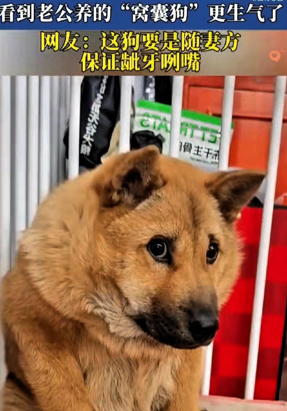 原来家里的氛围，连狗狗都能精准感知到。一位女生跟老公吵架后，把火气撒向了一旁