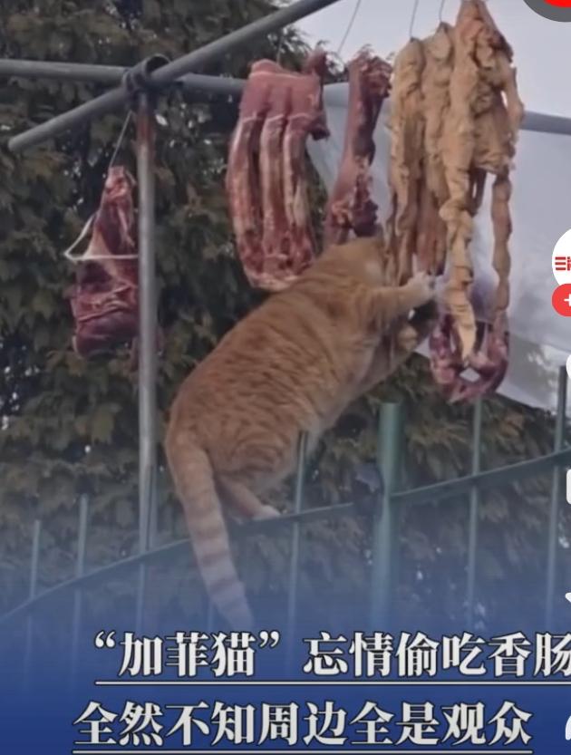 猫猫忘情偷吃香肠不知周边全是观众偷肠记午后的阳光懒洋洋地洒在院子里，晾晒