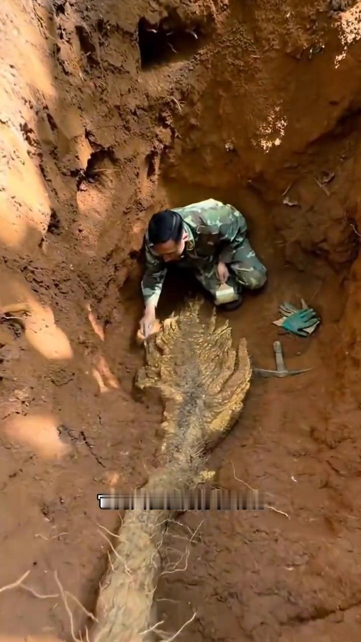野生山药王。谁能想到深山里的一次随手挖掘竟挖出了大自然的绝世珍宝。一位村民进山