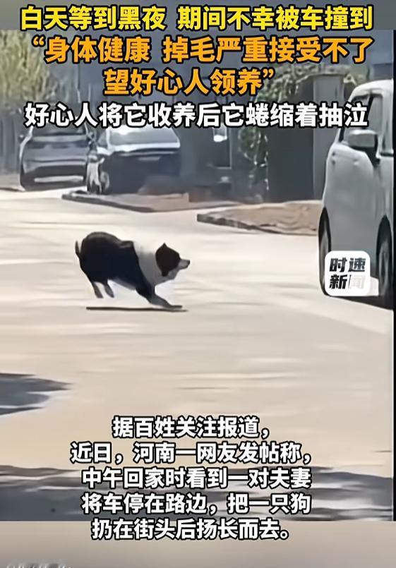 “看哭了！”8月20日报道，河南，一对夫妻觉得小狗掉毛严重，便把它丢在路边扬长而
