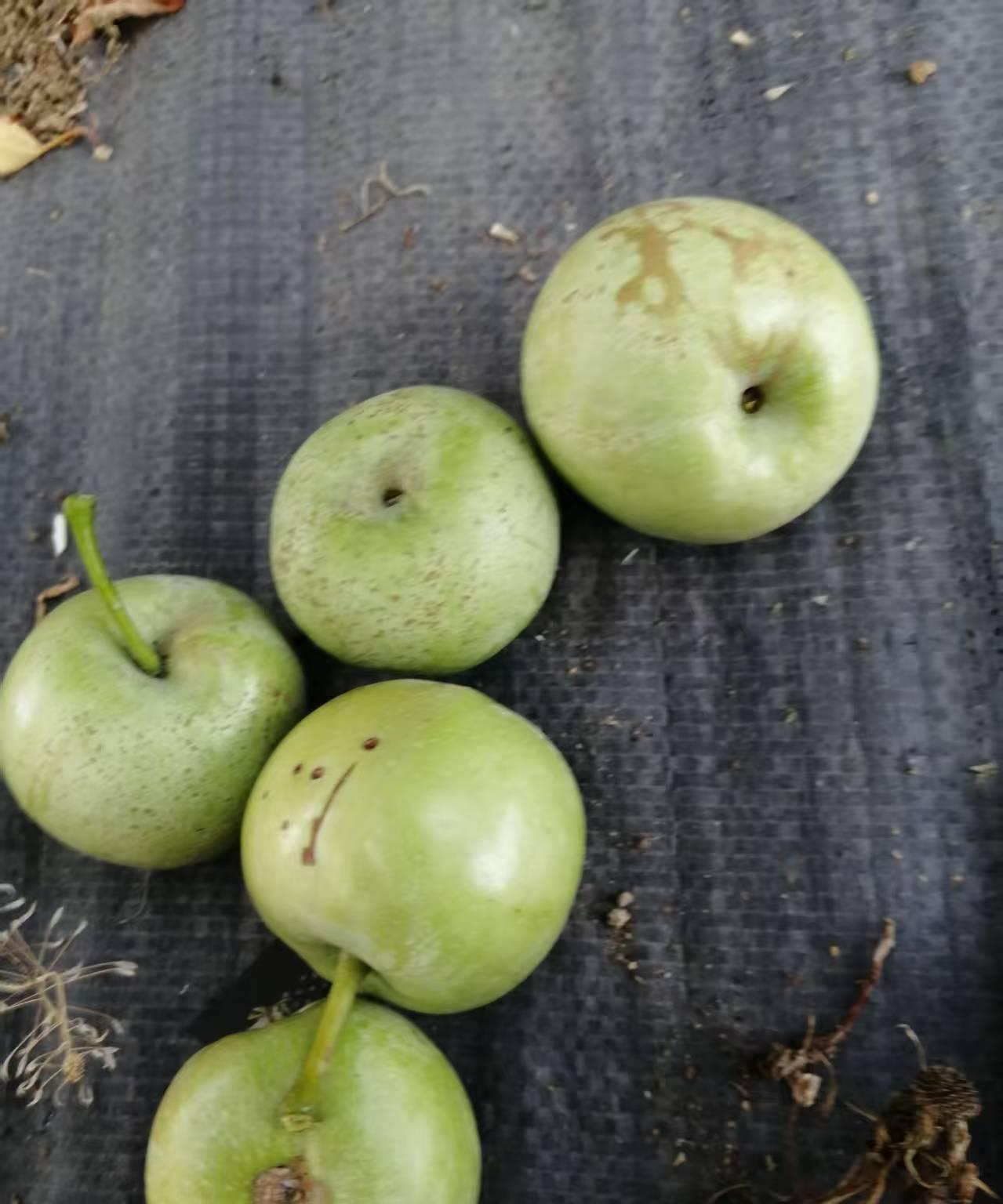 今天去苹果园里给苹果树追肥。发现不少的问题。现在大家套袋都全部结束，有比去年多