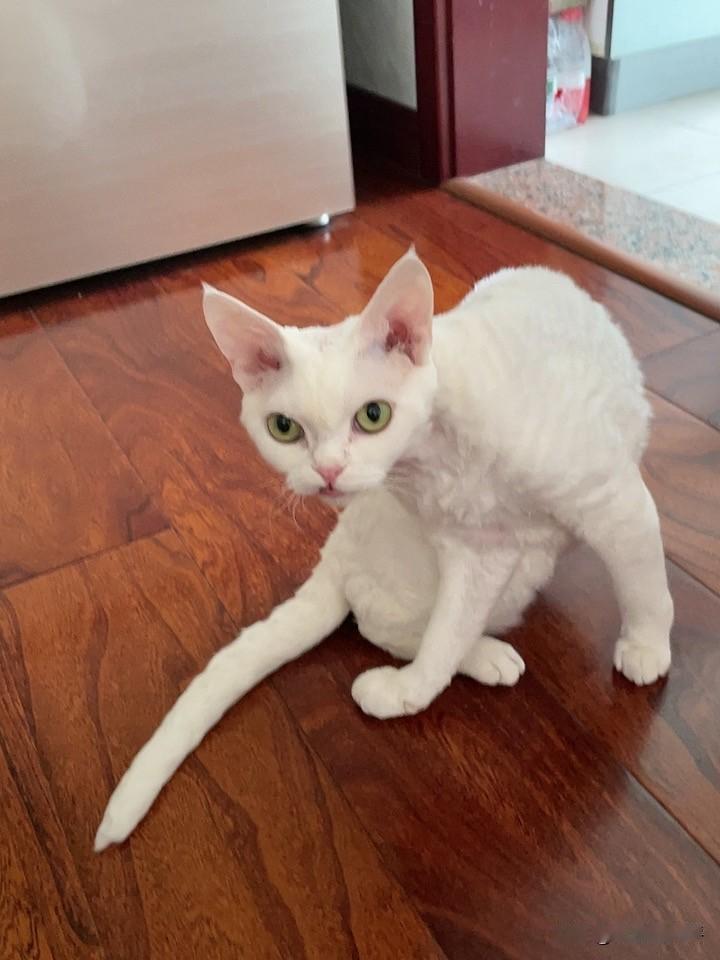 分享一下你家养的是什么猫?我家养的是德文卷毛猫，看看，就是下面这样子的哦。