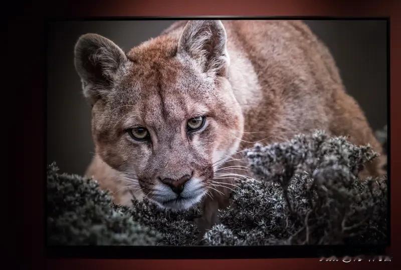 美国重新组建新五国联盟，这五国是：美国、中国、俄罗斯、日本、印度。看你发现一个规