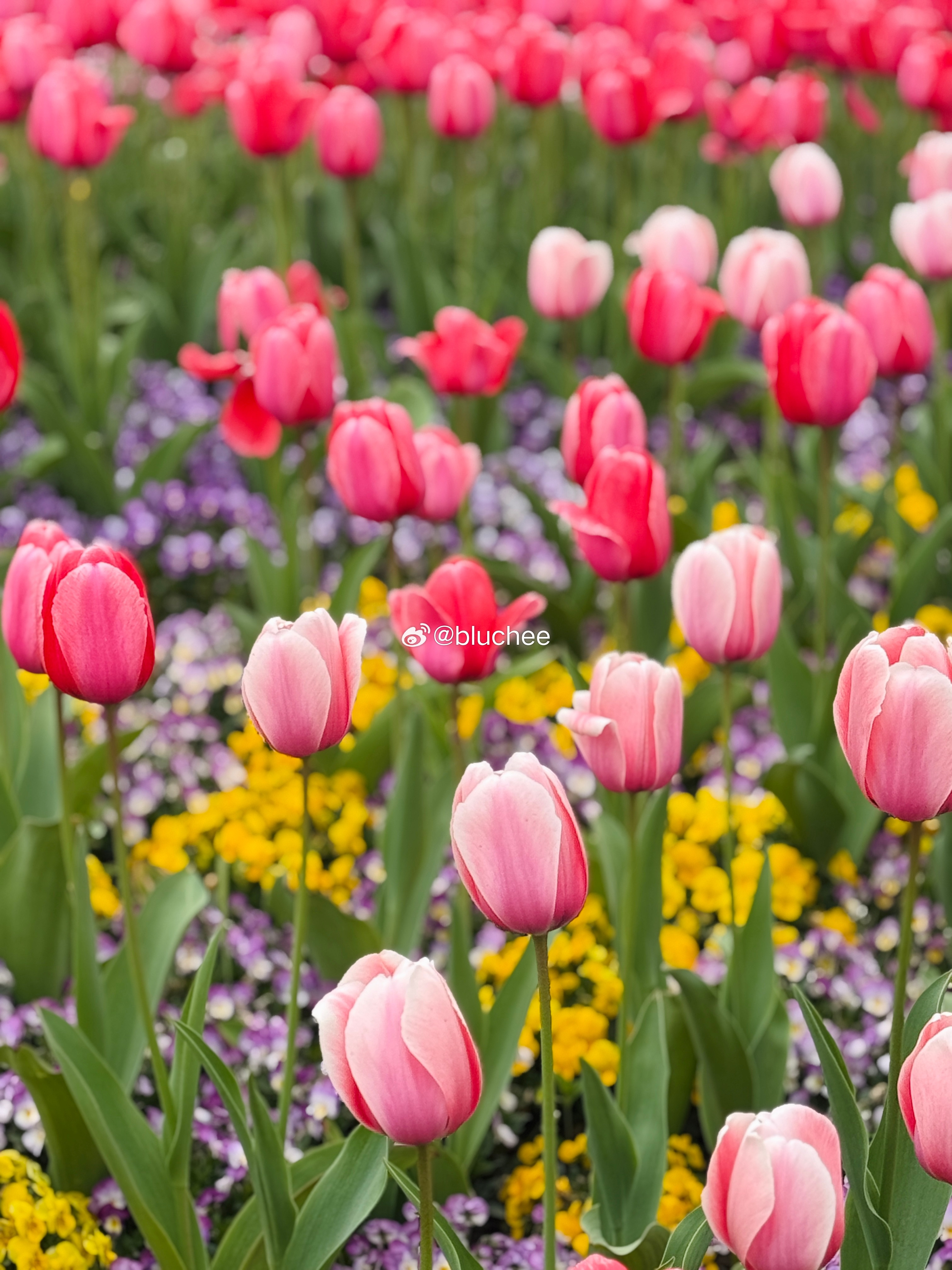 杭州的春天太美啦🦋🍇🥥🌷杭州