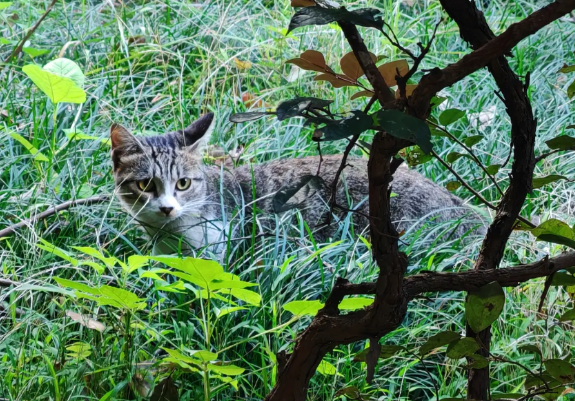 我长期喂着小区流浪猫。每天晚上我都会提着装了猫粮的袋子在小区喂流浪猫，家里未吃