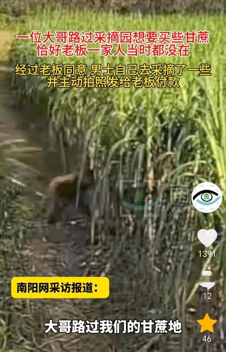 讲诚信！湖北黄冈，一男子路过一片甘蔗地，想买点甘蔗吃，于是就拨打了甘蔗地留的电话