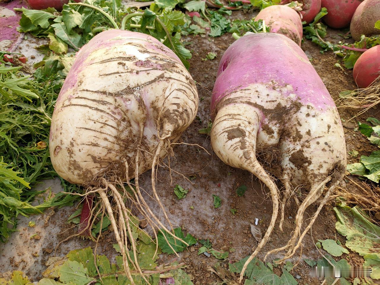 冬日生活打卡季冬吃萝卜夏吃姜，这个冬天这样的萝卜看着就挺不错，买回家尝尝味道真挺