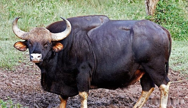 野牛，也称为印度野牛，是原产于南亚和东南亚的牛。它是牛科中最大的物种。印度野
