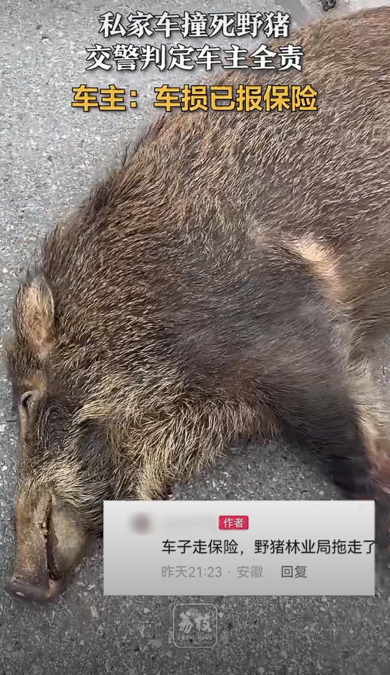 这个本来就是自己全责啊，考驾照的时候不也说了遇到野生动物请谨慎驾驶不要鸣笛吗？