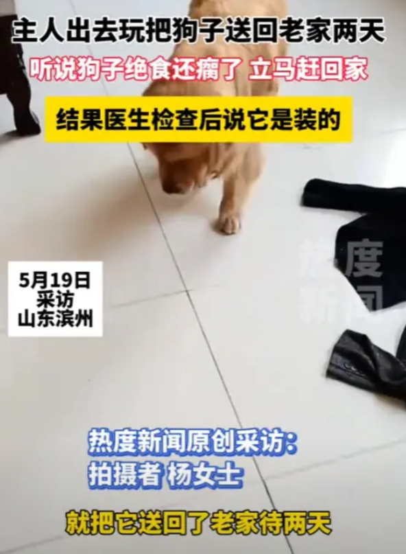 “800个心眼子！”山东滨州，一女子出去玩，把狗子送回老家两天，结果，狗子不仅绝