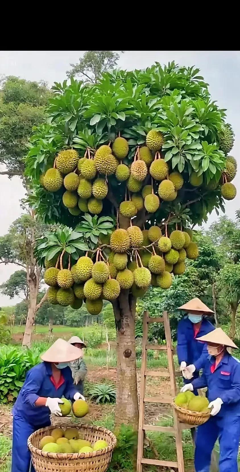 唉约我滴天啊这棵是啥果树啊真的是百子千孙哈全家老小是来报恩的吗这回可发大