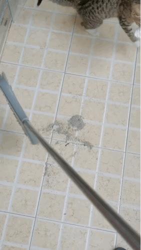 你是怎么忍住不给它一笤帚的[捂脸哭]