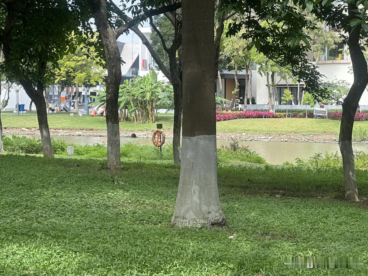 早起，来到这园区散步，满眼都是舒服的绿色。平整草地、清浅小河，大树层层叠叠