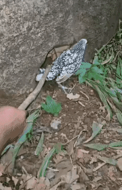 鸟妈妈生这么多鸟宝宝，怎么养的活嘛
