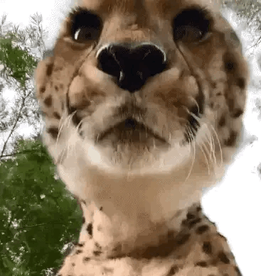 哪来的小猫咪这么可爱？能不能带回家养啊？