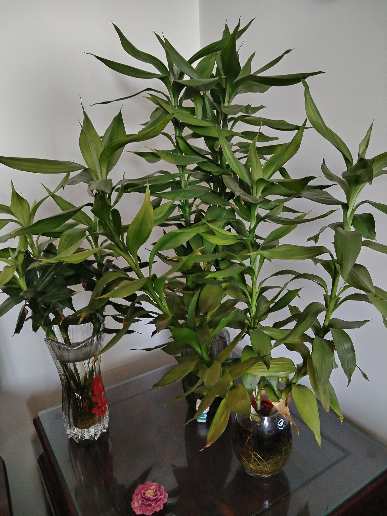 我最偏爱的就是养水培植物，其中尤其喜欢观音竹。我这人素来手脚勤快，可养什么花都