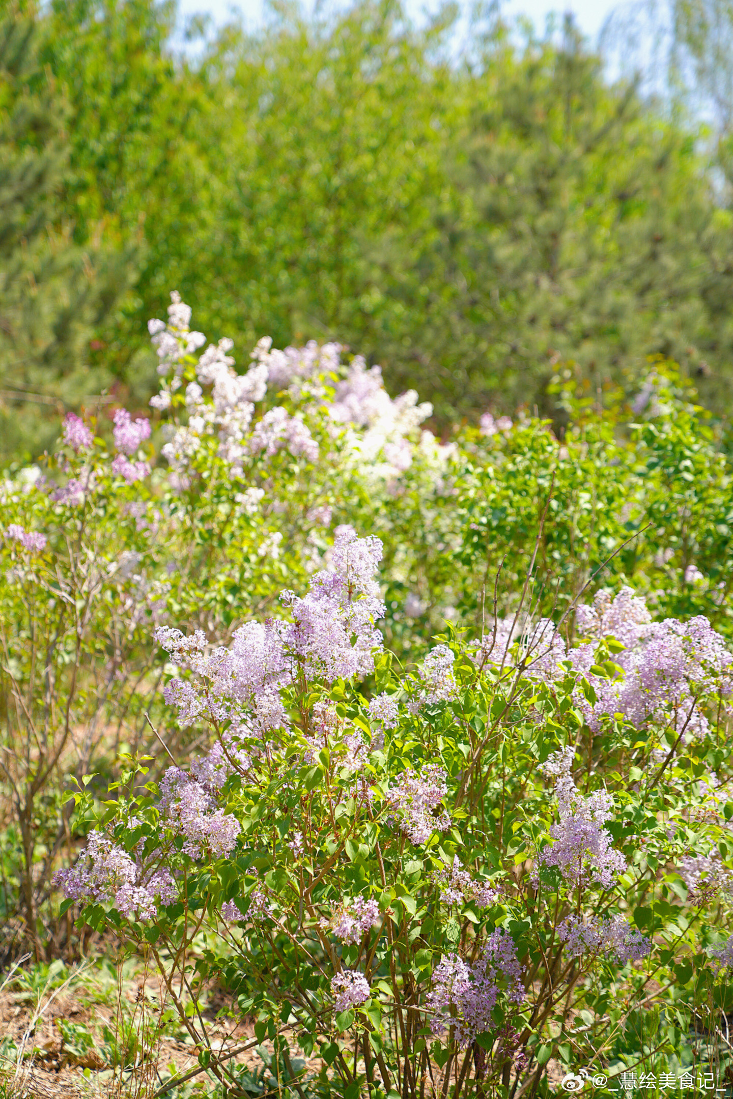 海棠花也开啦~繁花我的清明游记