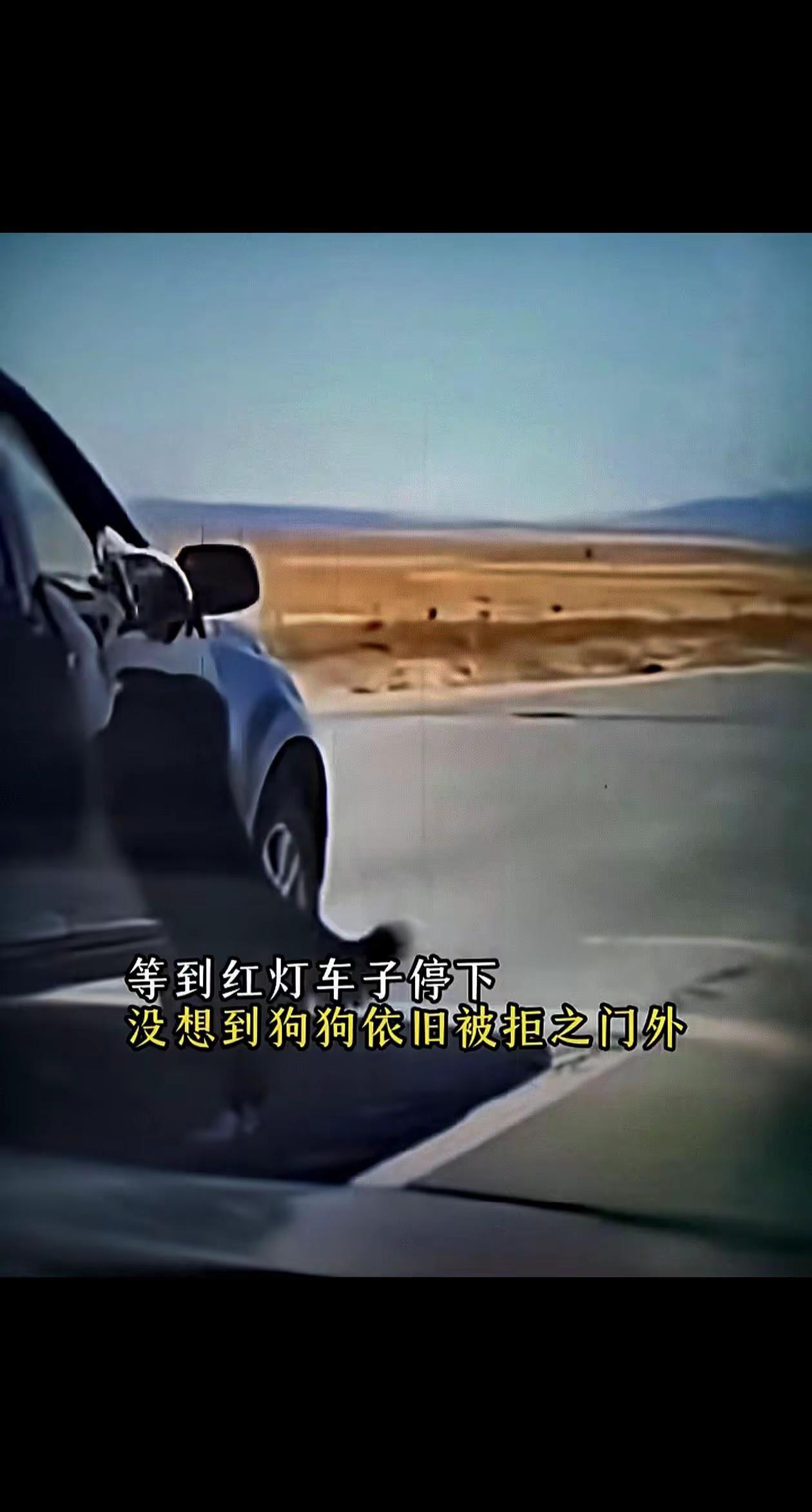 被主人抛弃的边牧