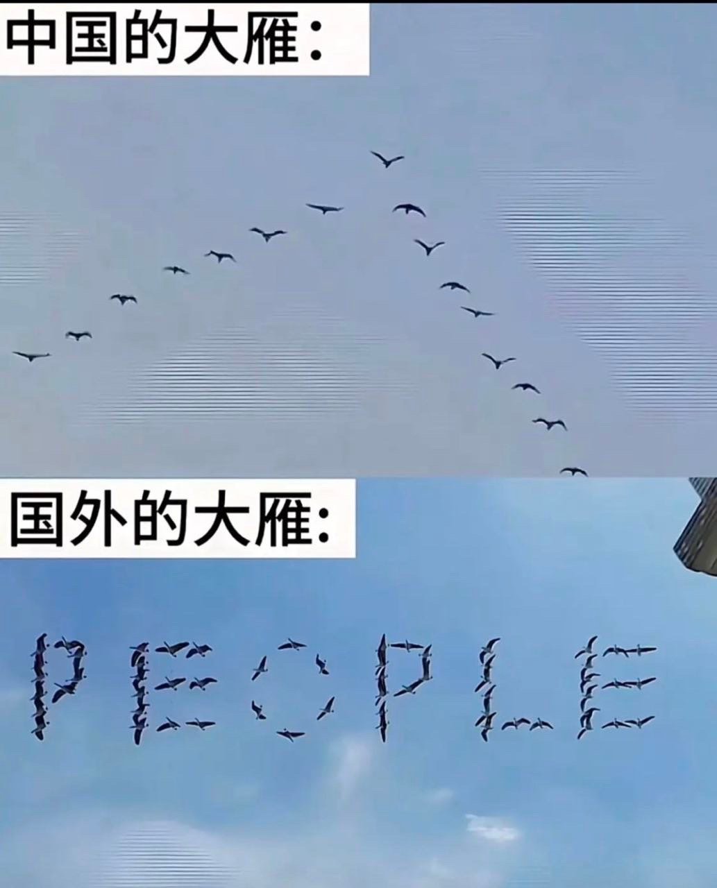 看看国外的大雁​​​