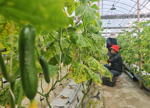 气雾栽培水果黄瓜上市