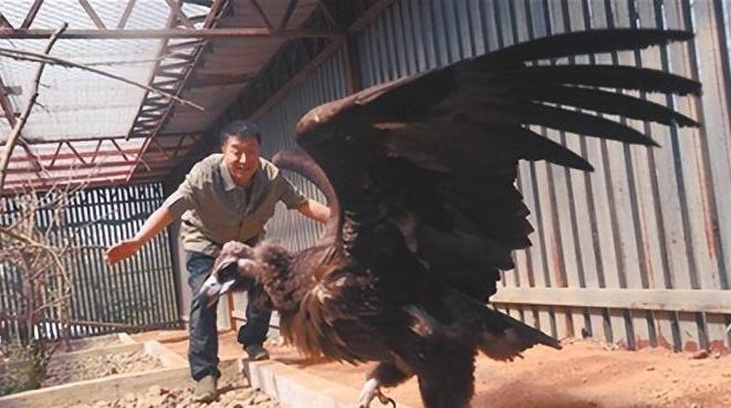 2013年，辽宁沈阳男子救下一只中毒濒死的秃鹫，放生3次失败后，秃鹫却做出了一件