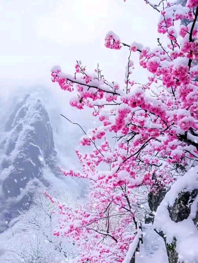 雪恋梅花万点红这首诗最近在网络上特别火，好多网友都在续写下半句。短短几天，相