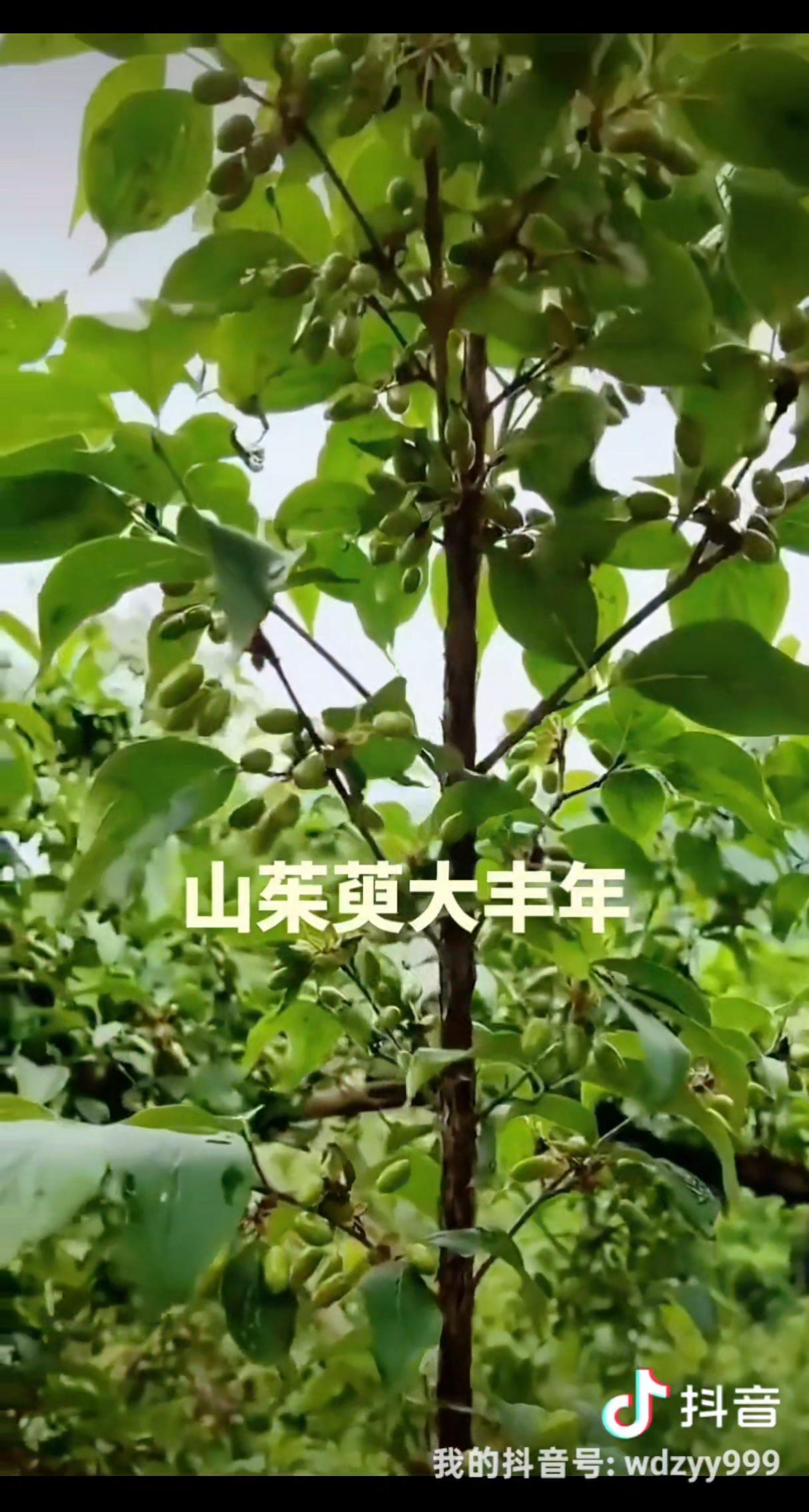 山茱萸将迎来大丰产！笔者从主产区了解到，今年山茱萸挂果量，直接刷新近几年预